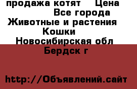 продажа котят  › Цена ­ 15 000 - Все города Животные и растения » Кошки   . Новосибирская обл.,Бердск г.